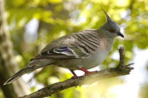 Crested Pigeon | Ocyphaps lophotes photo