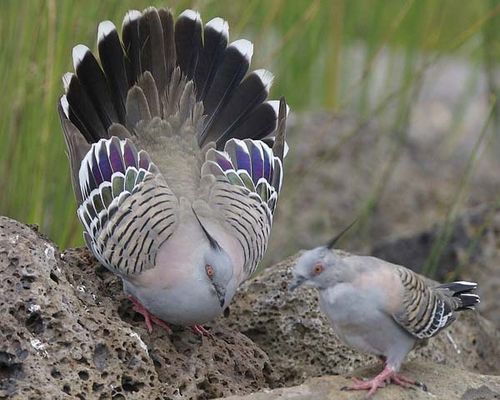 Crested Pigeon | Ocyphaps lophotes photo