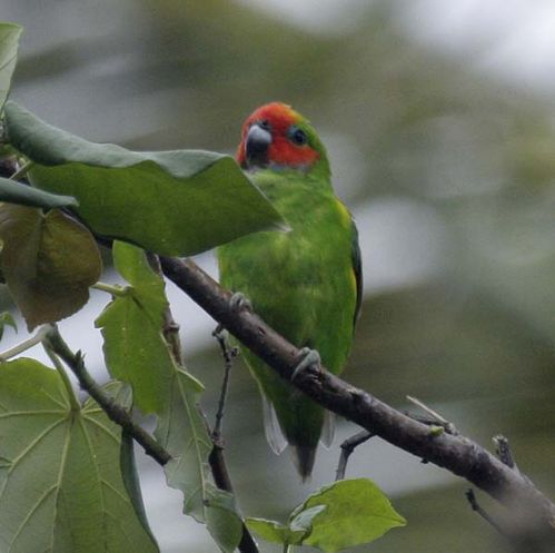Double-eyed Fig Parrot | Cyclopsitta diophthalma photo