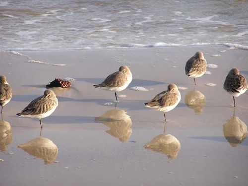 Dunlin | Calidris alpina photo