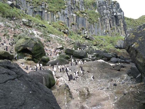 Erect-crested Penguin | Eudyptes sclateri photo