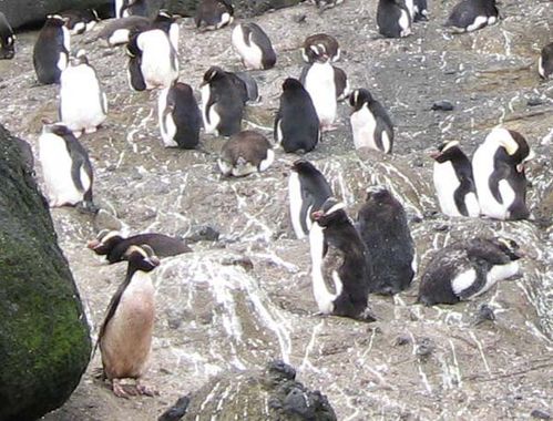 Erect-crested Penguin | Eudyptes sclateri photo