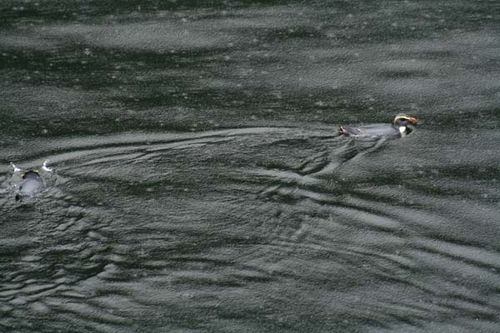 Fiordland Penguin | Eudyptes pachyrhynchus photo