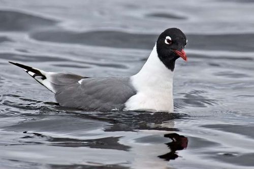 Franklins Gull | Larus pipixcan photo