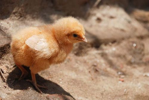 Domestic Chicken | Gallus gallus photo