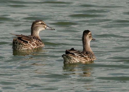 Garganey | Anas querquedula photo