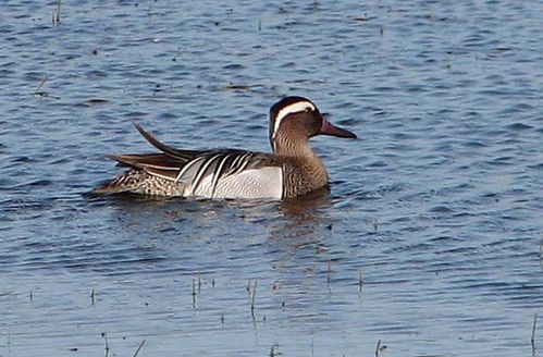 Garganey | Anas querquedula photo