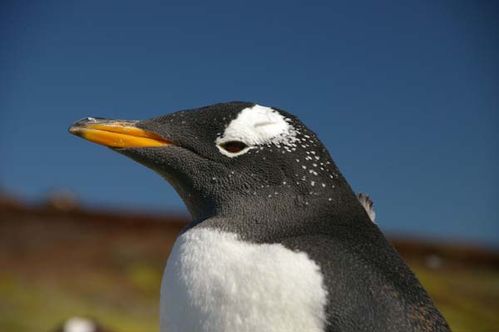 Gentoo Penguin | Pygoscelis papua photo