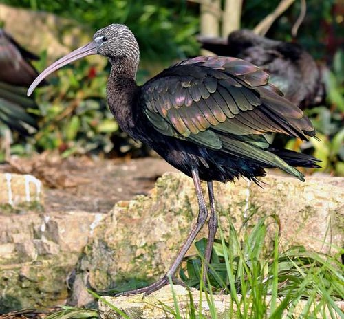 Glossy Ibis | Plegadis falcinellus photo