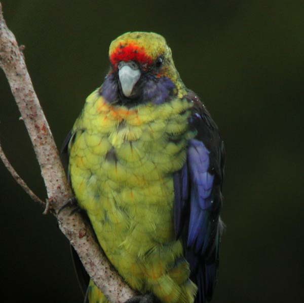 Green Rosella | Platycercus caledonicus photo