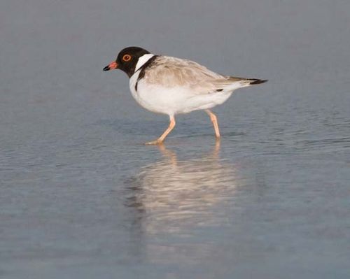 Hooded dotterel | Thinornis rubricollis photo