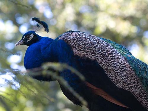 Indian Peafowl | Pavo cristatus photo