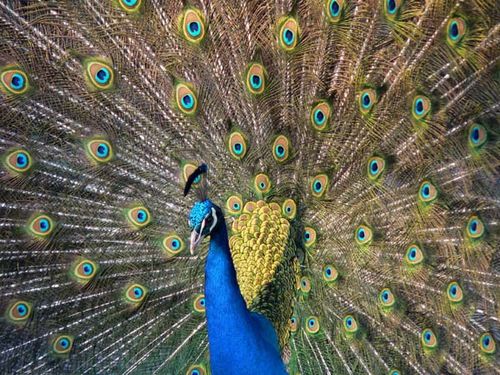 Indian Peafowl | Pavo cristatus photo