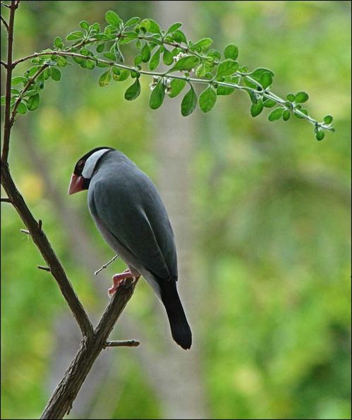Java Sparrow | Lonchura oryzivora photo