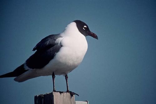 Laughing Gull | Larus atricilla photo