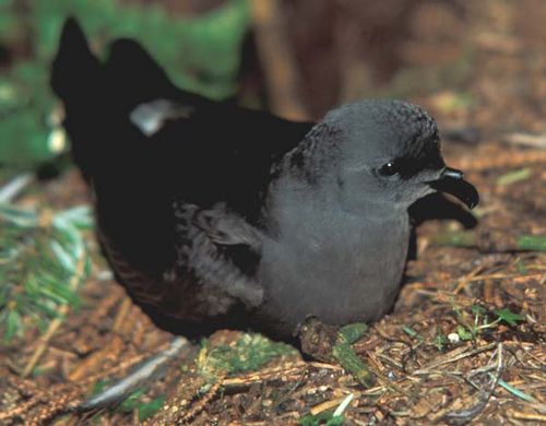 Leachs Storm-Petrel | Oceanodroma leucorhoa photo