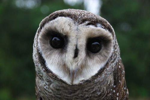 Lesser Sooty Owl | Tyto multipunctata photo
