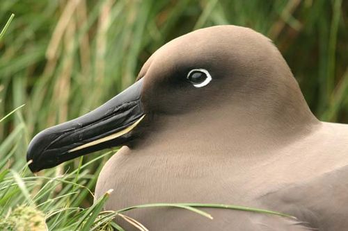 Light-mantled Sooty Albatross | Phoebetria palpebrata photo