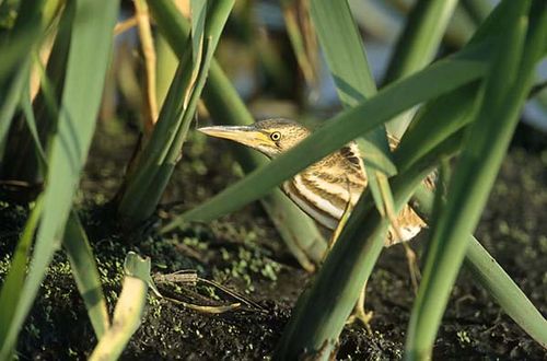 Little Bittern | Ixobrychus minutus photo