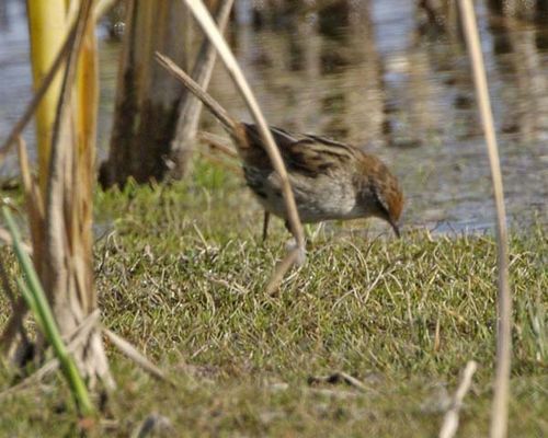 Little Grassbird | Megalurus gramineus photo