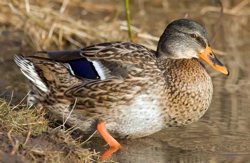 Mallard | Anas platyrhynchos photo