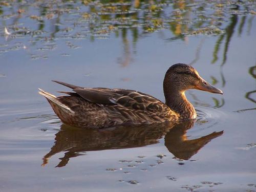 Mallard | Anas platyrhynchos photo