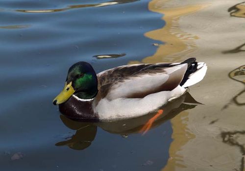 Mallard | Anas platyrhynchos photo