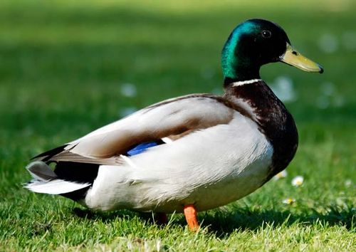 Mallard | Anas platyrhynchos photo