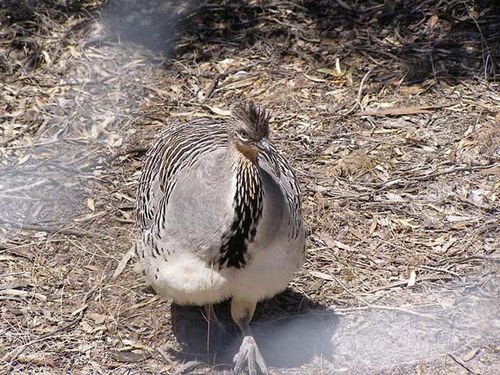 Malleefowl | Leipoa ocellata photo