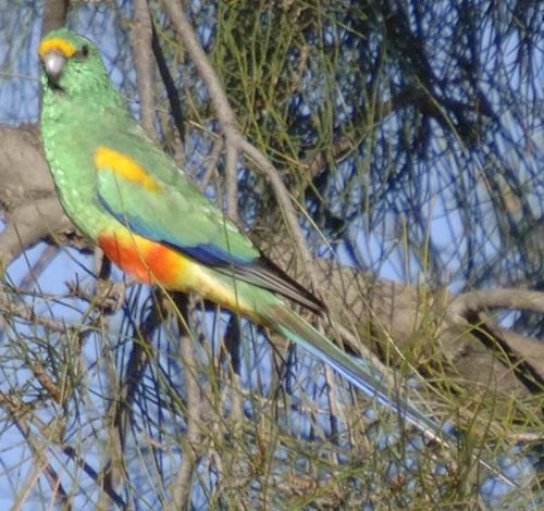 Mulga Parrot | Psephotus varius photo