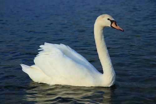 Mute Swan | Cygnus olor photo