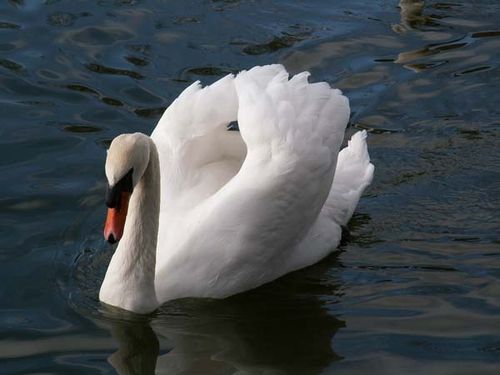 Mute Swan | Cygnus olor photo