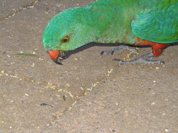King Parrot | Alisterus scapularis photo