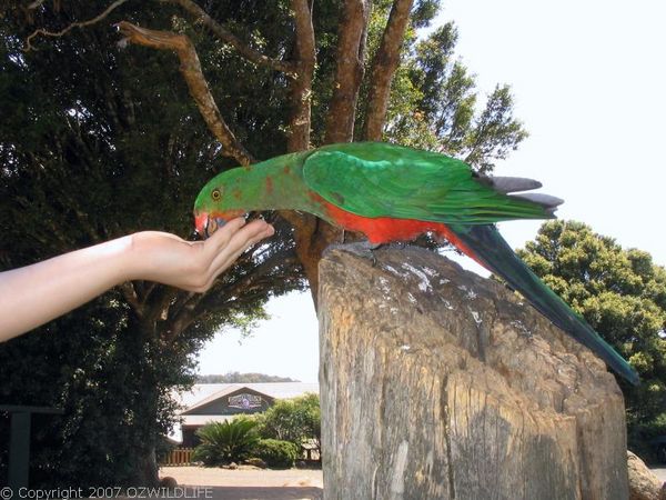 King Parrot | Alisterus scapularis photo