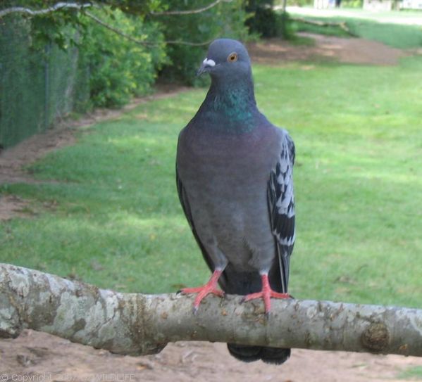 Domestic Pigeon | Columba livia photo