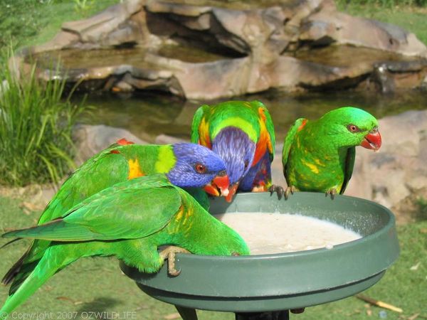 Scaly-breasted Lorikeet | Trichoglossus chlorolepidotus photo