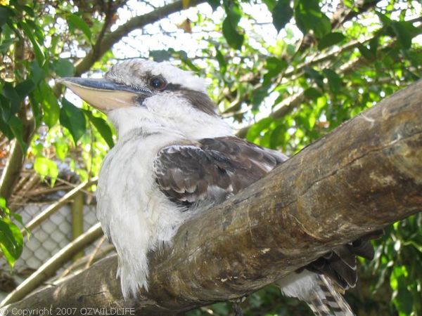 Laughing Kookaburra | Dacelo novaeguineae photo