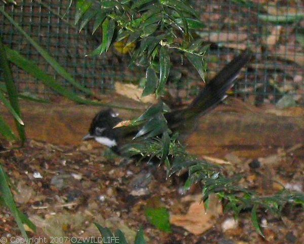 Eastern Whipbird | Psophodes olivaceus photo