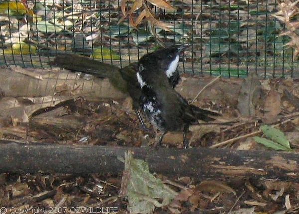 Eastern Whipbird | Psophodes olivaceus photo