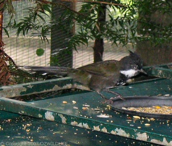 Eastern Whipbird | Psophodes olivaceus photo