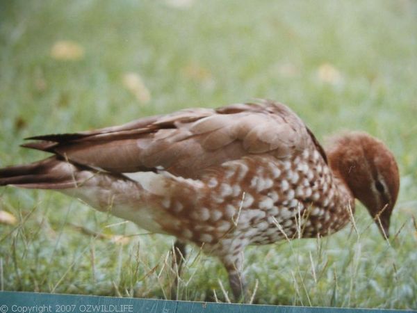 Australian Wood Duck | Chenonetta jubata photo