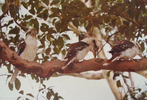 Laughing Kookaburra | Dacelo novaeguineae photo