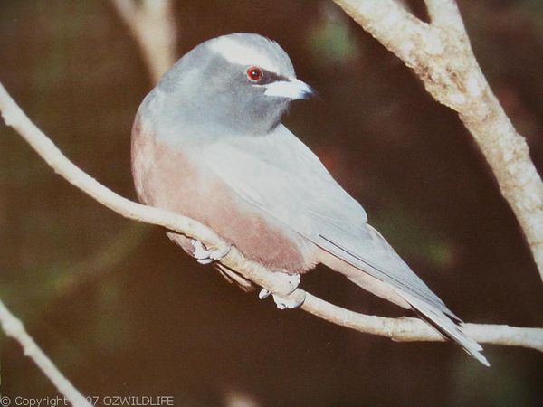 White-browed Woodswallow | Artamus superciliosus photo