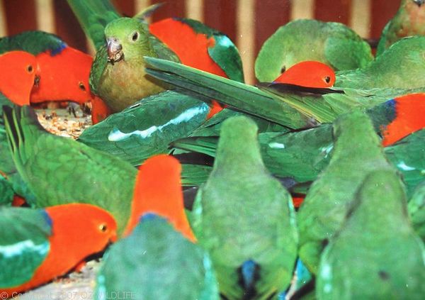 King Parrot | Alisterus scapularis photo