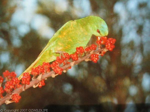 Scaly-breasted Lorikeet | Trichoglossus chlorolepidotus photo