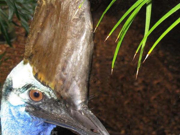 Cassowary | Casuarius casuarius photo