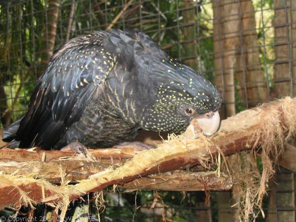 Red-tailed Black Cockatoo | Calyptorhynchus banksii photo