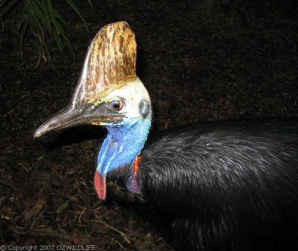 Cassowary | Casuarius casuarius photo