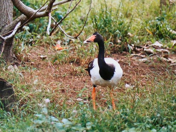 Magpie Goose | Anseranas semipalmata photo