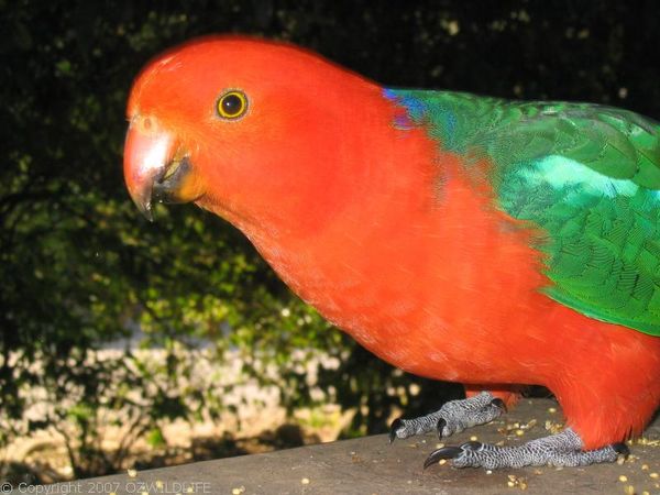 King Parrot | Alisterus scapularis photo